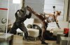 Blade Trinity Picture